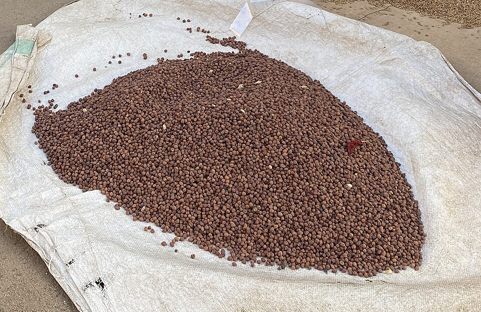 black-chickpeas