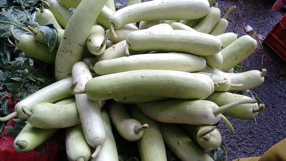 bottle-gourd