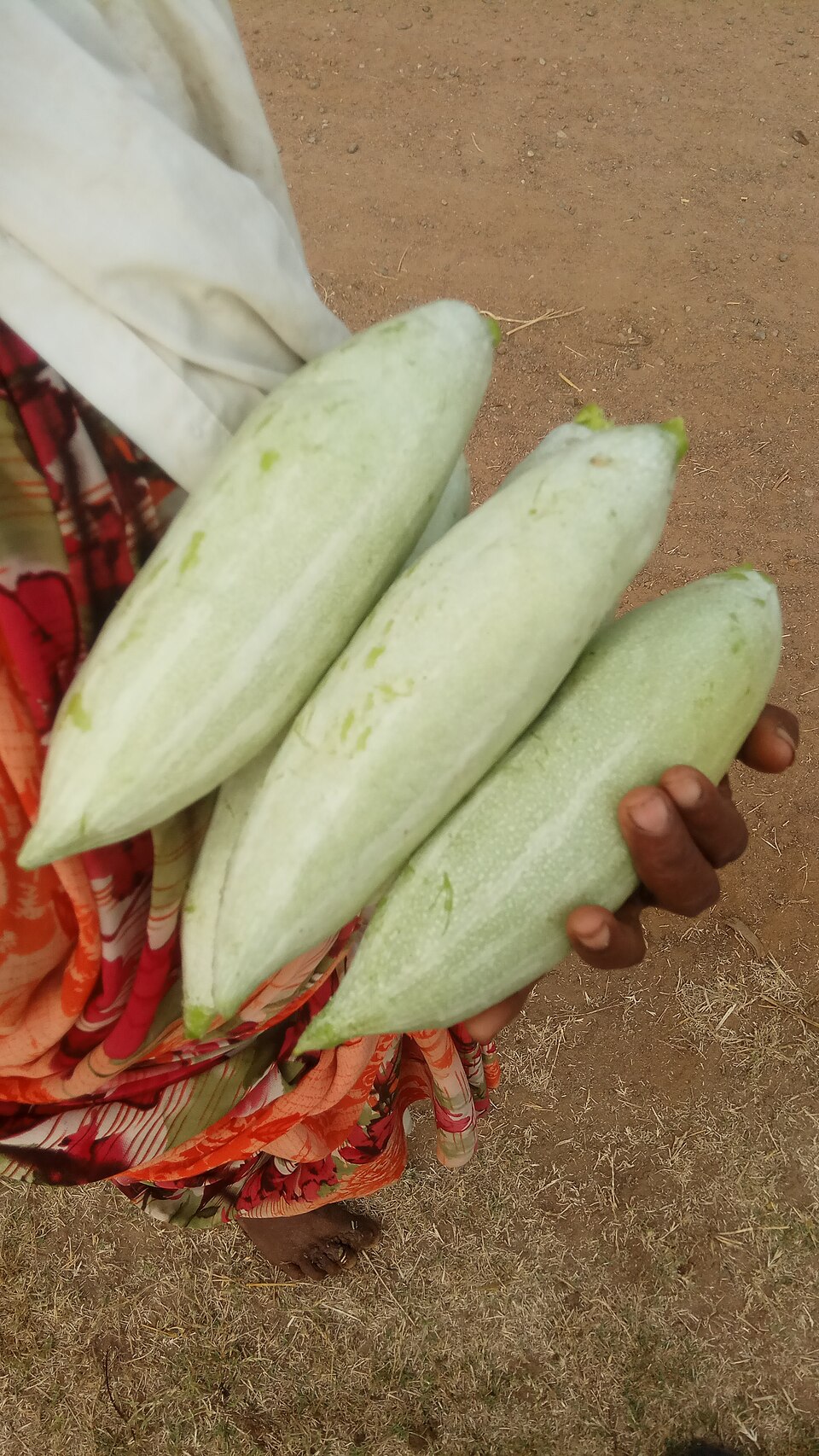 snake-gourd