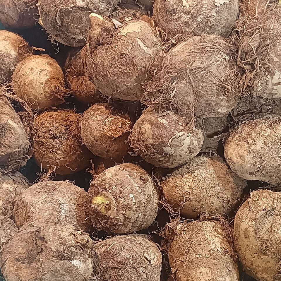 taro
